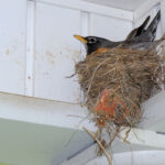 Bird Nest Removal