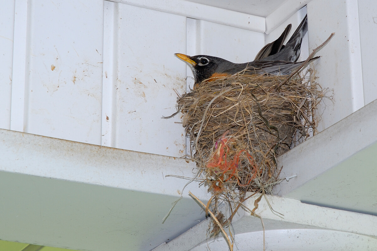 Bird Nest Removal