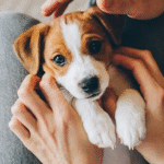 Puppy