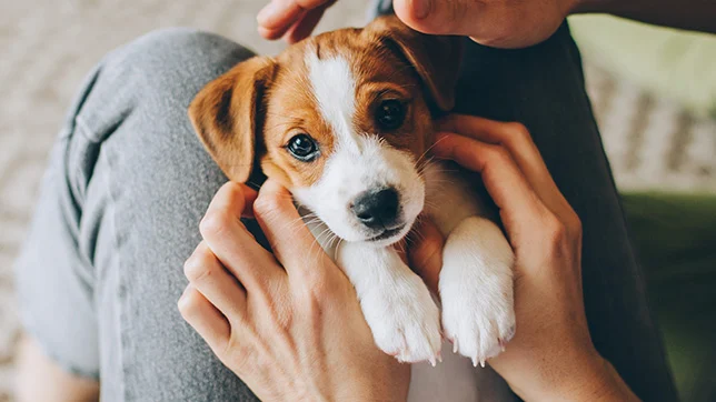 Puppy