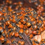 Ladybird Swarms Invade UK Homes