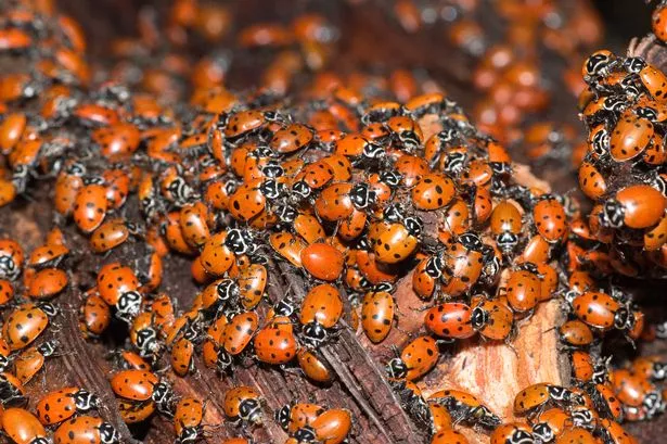 Ladybird Swarms Invade UK Homes