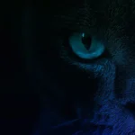 Blackcat Firm